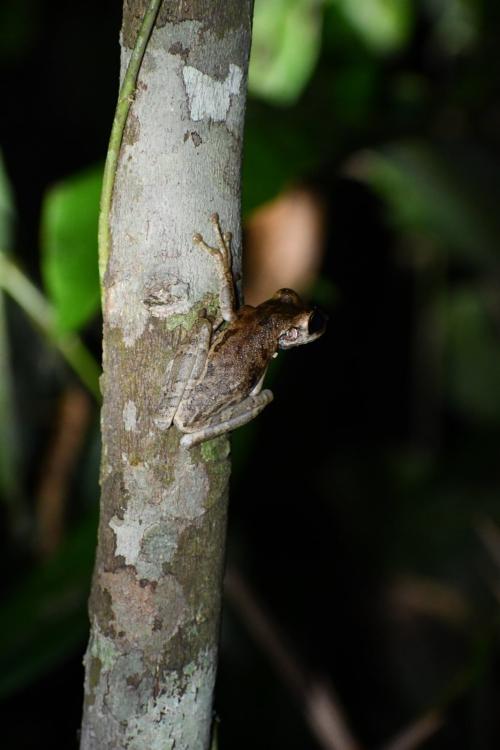 ブラジルのカラカライで、2023年12月に撮られたこのカエルです。調査では多くの場合、片方の目の写真だけで1匹ずつを見分けられました。