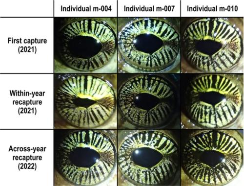 虹彩の模様で同じ個体を突き止めた、オス3匹の例です(論文の図4)。列ごとに同じ個体で、上から、最初に捕まえた時(2021年)・同じ年に再び捕まえた時(2021年)・次の年に再び捕まえた時(2022年)の目が並んでいます。