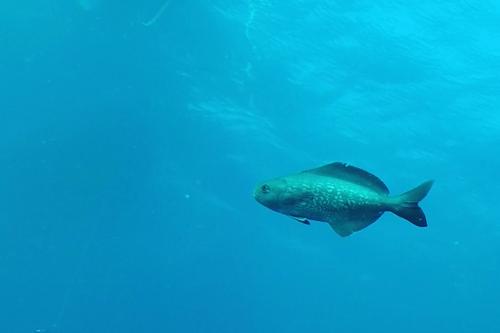 ラダーフィッシュです(フランス・ヴァール県)。この魚が育つにつれてクラゲとの関係がどう変わるのかは、まだ分かっていません。