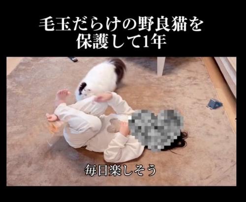 遊んでもらう猫