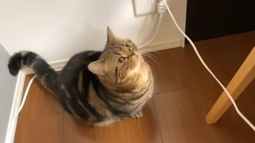 キジ柄のマンチカン