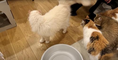 白い猫がキャリーから出てきたところを見る3匹の猫