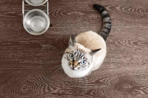 ごはん待ちの猫