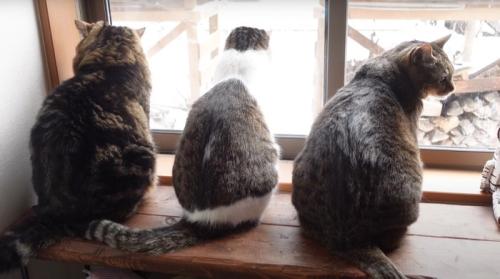3匹の猫