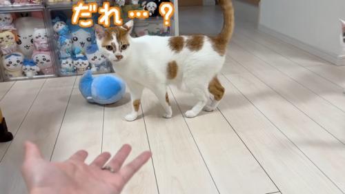 「だれ…？」