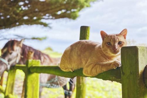 馬のそばでくつろぐ猫