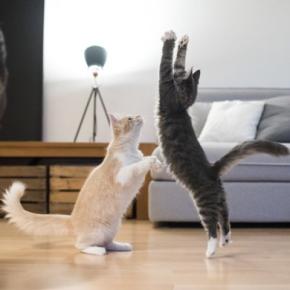 猫暮らしで起きがちな『騒音トラブル』3選　運動会や鳴き声…猫も意外と騒々しいかも？