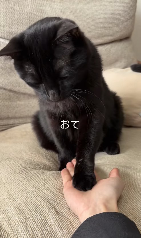 お手をする黒猫
