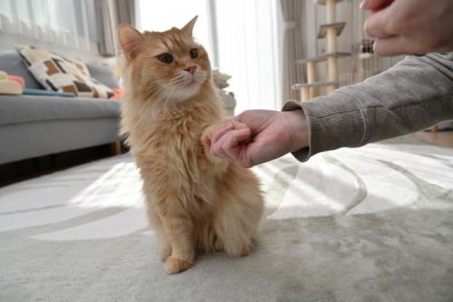 お手をする長毛の猫