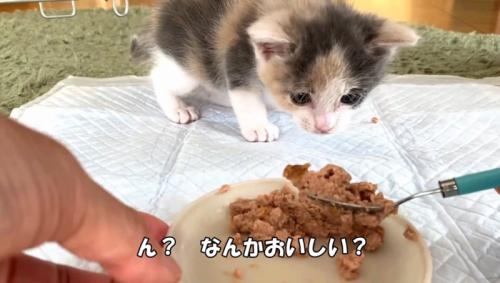 ん？なんかおいしい？