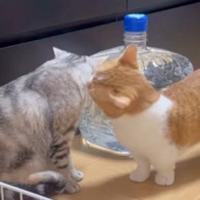 妊娠してイライラの妻猫→夫猫がとった行動に…『素敵すぎる夫婦愛』が話題となり285万再生「理想の旦那さん」「感動しました」と称賛の声