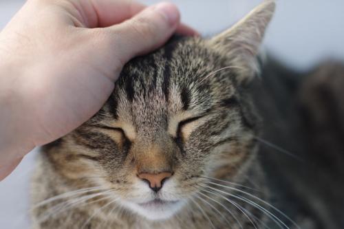 頭をなでられる猫