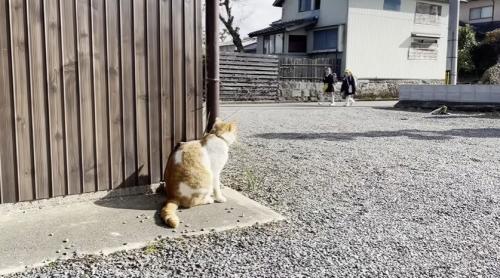 座る猫