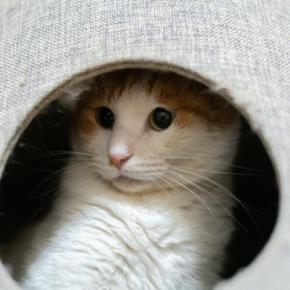絶対見落としたくない、愛猫の『不安サイン』5選　表情や鳴き声、どんな変化がある？