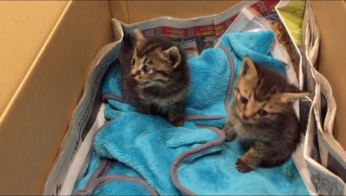 ダンボールの中で周囲を見まわす2頭の子猫