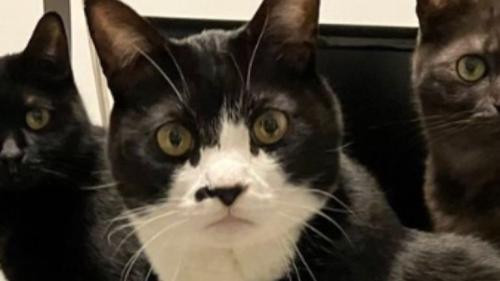白黒猫