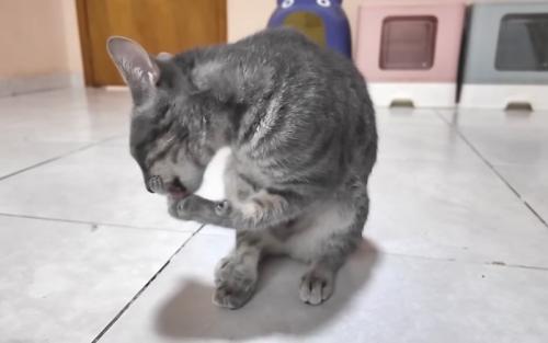 毛繕いする猫