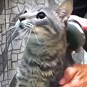 保護して５ヶ月半のお湯が嫌いな子猫→乳酸菌風呂に入れた結果…『まさかの反応』に癒やされると話題「ふわふわになった」「おりこうさん」