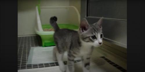 バスルームを歩くモアレちゃん