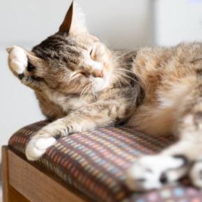 愛猫の『毛の状態が悪くなる』原因5選とキレイに戻す方法　病気の場合も…