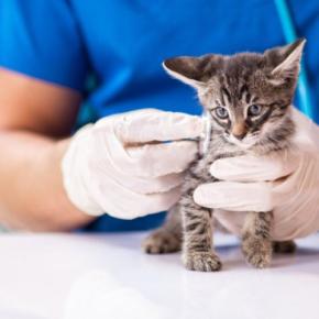 愛猫をお任せする『動物病院』選びのポイント6選　先生の人柄や相性…ほかには？