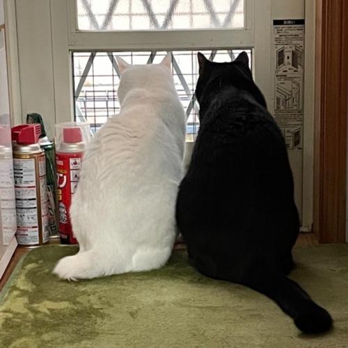 勝手口から眺める2匹の猫