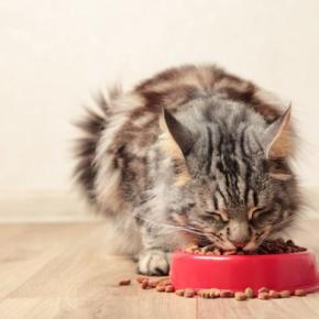 猫が『隠れて食事をする』ようになったら…3つの原因と対処法