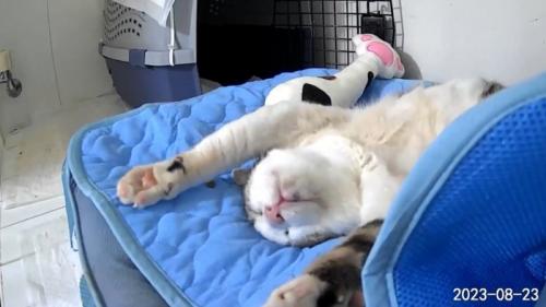 マットの上でバンザイ寝する保護猫
