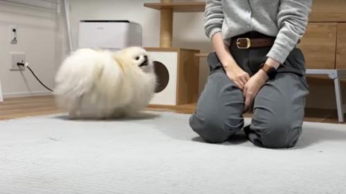 逃げる犬