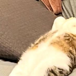 ソファで寝ている猫の盗撮に成功→『足』を見てみると…27万表示突破の『衝撃的すぎる体勢』に「ぜったい前世人間」「吹いたｗ」の声