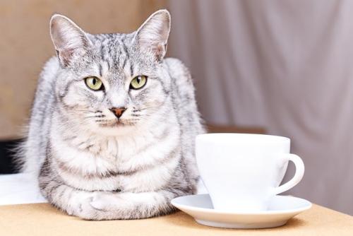 猫とマグカップ