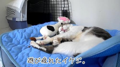 マットの上で眠る保護猫