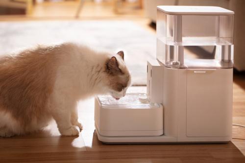水を飲んでいる猫