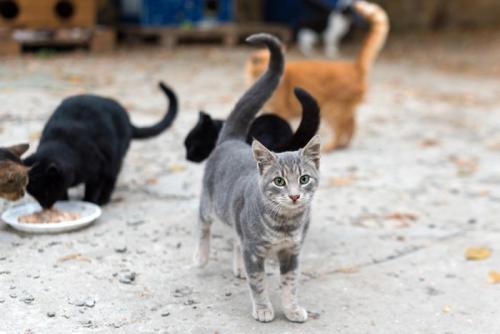 野良猫たち