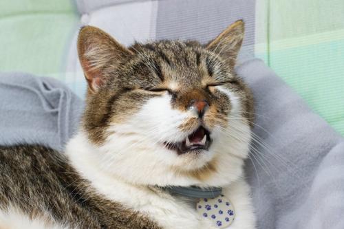 くしゃみする猫