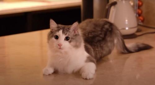 猫
