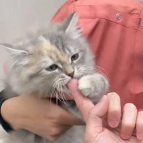 『動物病院』にやって来た子猫→先生との初めての対面で見せた行動が……あまりにも『尊すぎる姿』にもん絶する人続出！「可愛い！」