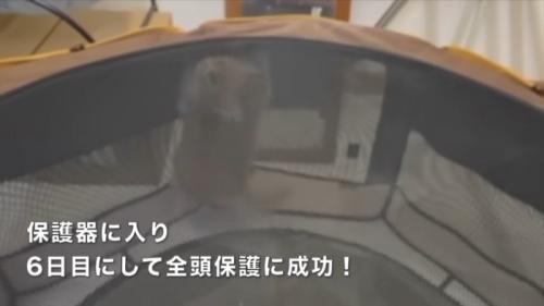 テロップ「保護器に入り~」