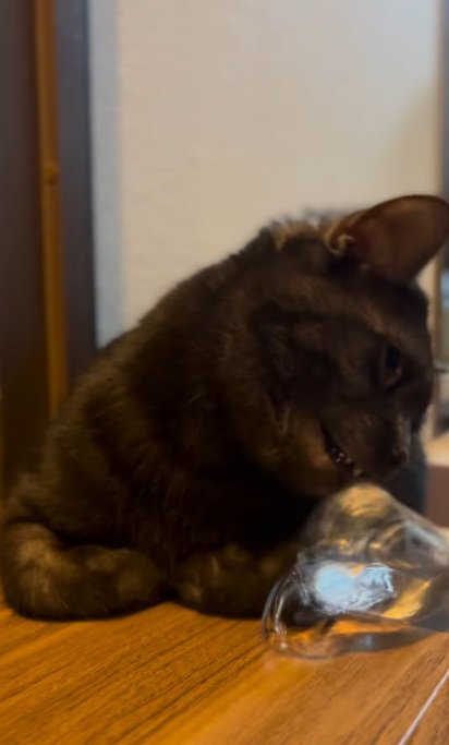 水の器をひっくり返そうとする黒猫