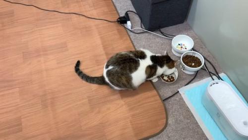 ごはん