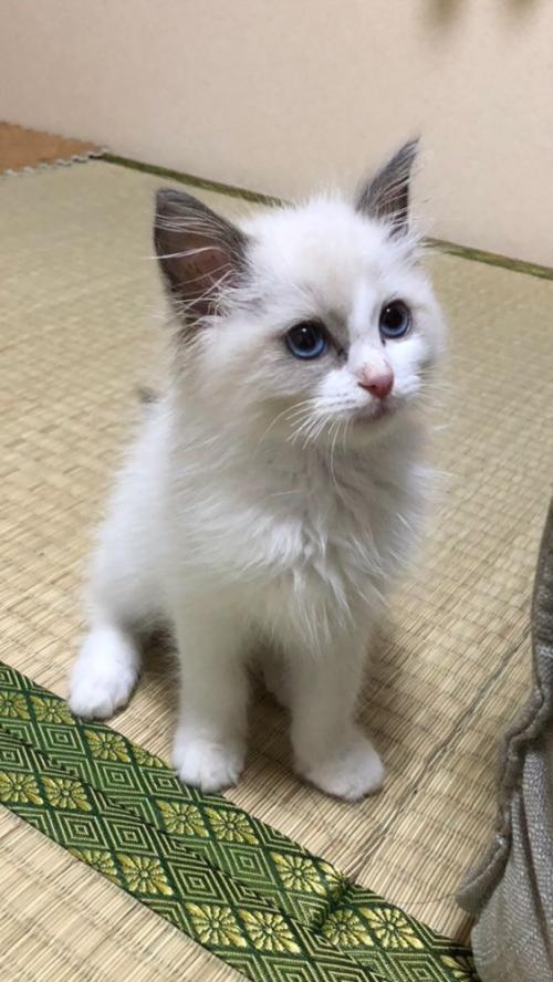 座る子猫
