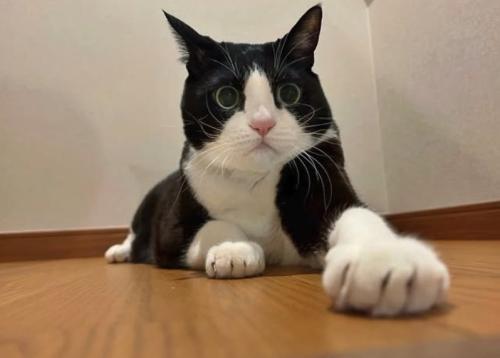 左前足を前に伸ばす伏せた猫
