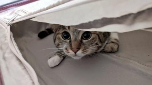 室内にいる猫