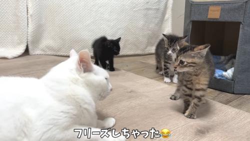 フリーズ