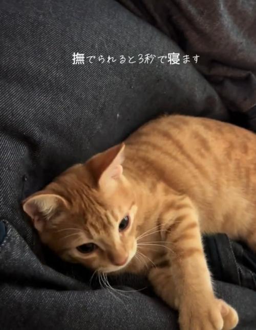 目を覚ますテトラくん