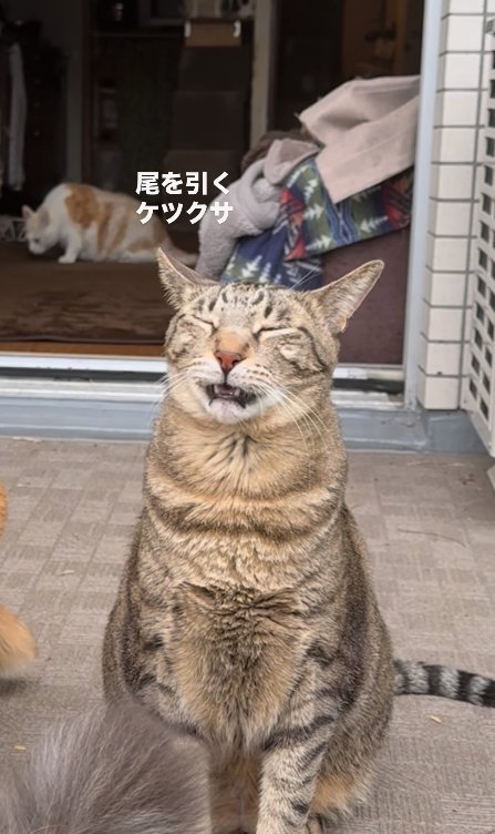 目を閉じて口を半開きにしているキジトラのアップ