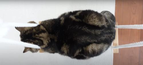 ブランコでくつろいでいる猫