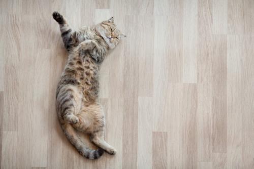 床の上で寝転ぶ猫