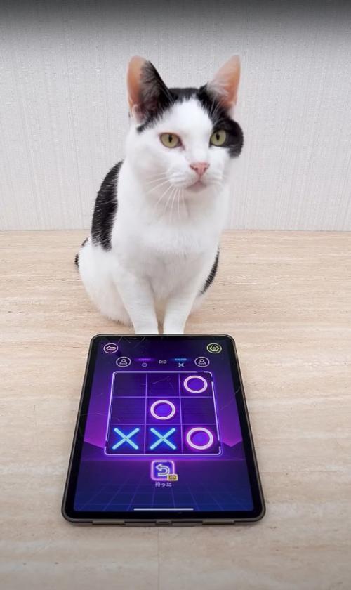 マルバツゲーム中のタブレットの前に座ってカメラを見つめる猫(◯3×2)