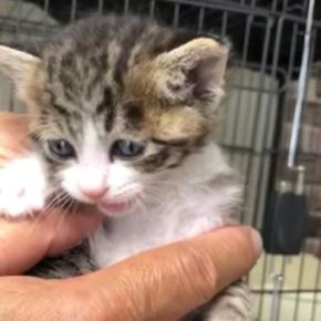 生後1日目で育児放棄された猫→家族に迎えて約5年が経過したら…成長の軌跡と